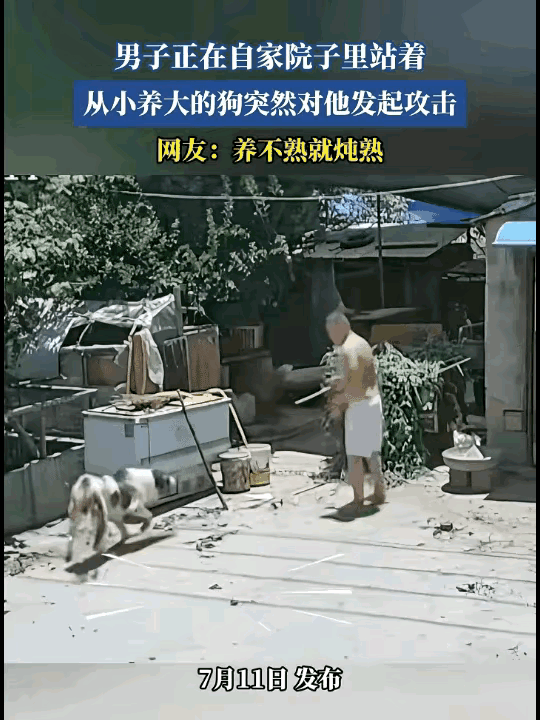 这种主动攻击主人的狗，不管是因为什么样的原因，都不能再养了，因为这东西有了一次攻