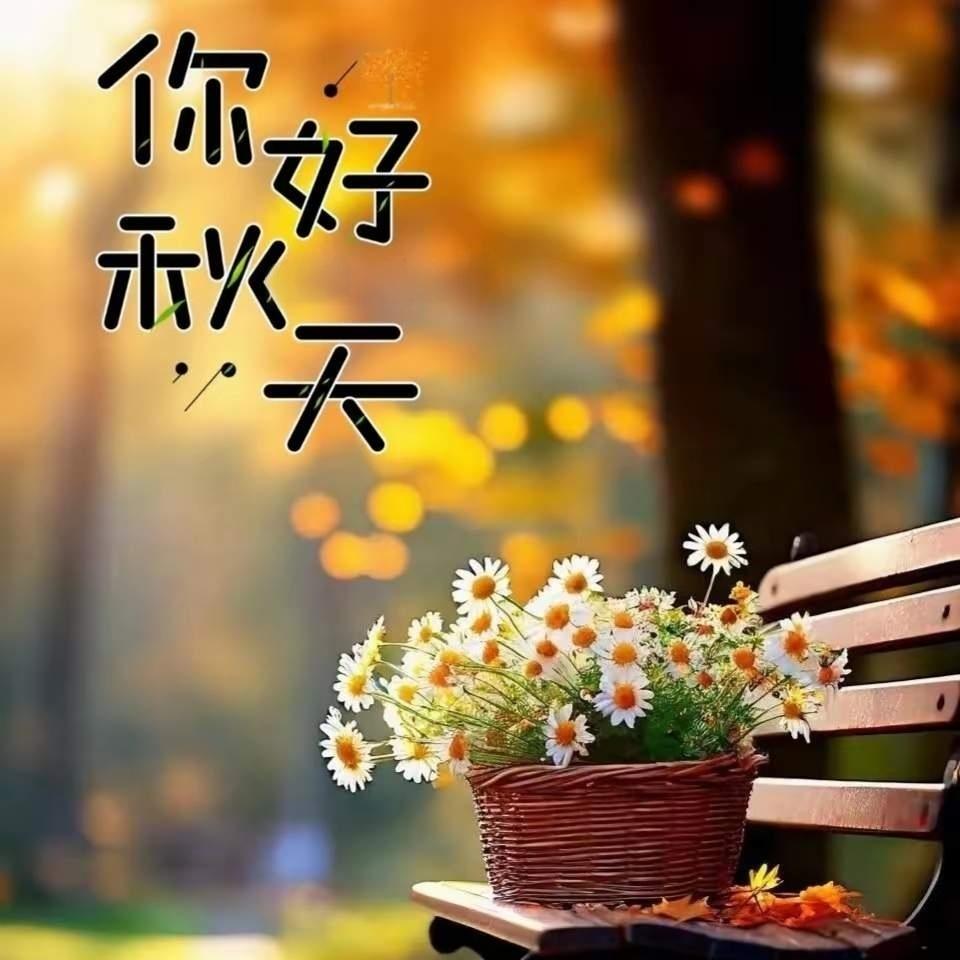 秋安！雏菊在长椅上探出暖阳，落叶铺满温柔，每片金黄都是季节寄来的信笺。
晒图大赛