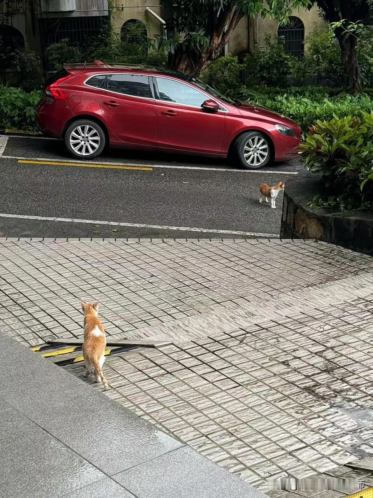 两条奶油虎皮卷猫咪
​赖上了，摆出一副左右门神的造型[捂脸]
等待投喂猫粮
