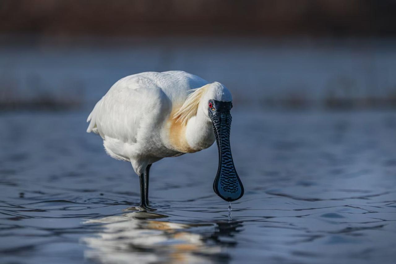 徐树春：
黑脸琵鹭，鸟类中的包公，也被称为黑面舞者，黑脸、黑喙、黑腿、尤其是扁平