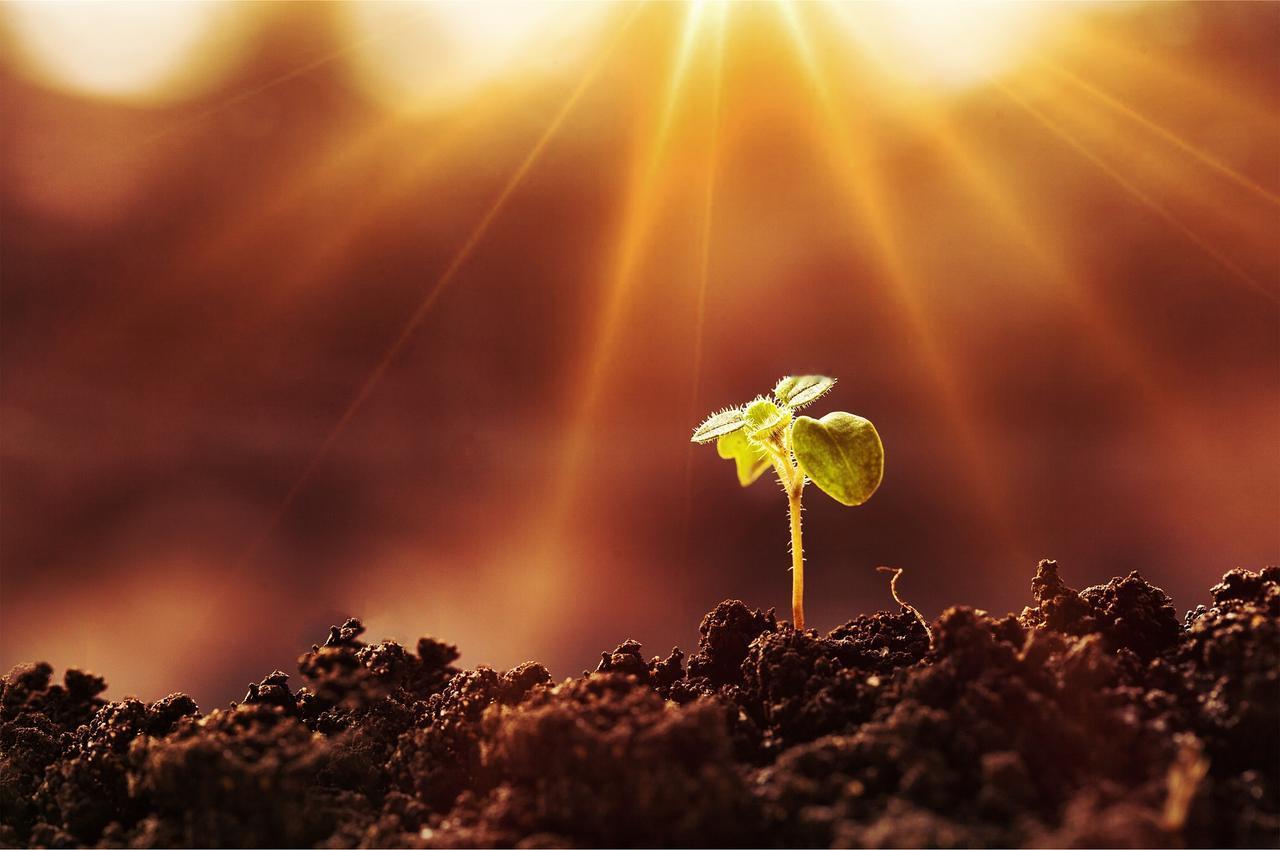 人，
到了某个时刻，
就会自然而然的觉醒……
就像种子🌱发芽，
就像果树🌸开