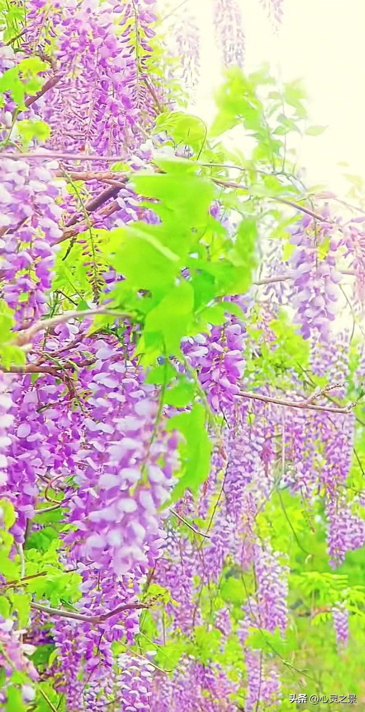 紫藤不与百花争先，不追早春热闹，恪守时序缓缓孕蕾，待到时节一到便漫架飘香。做人不