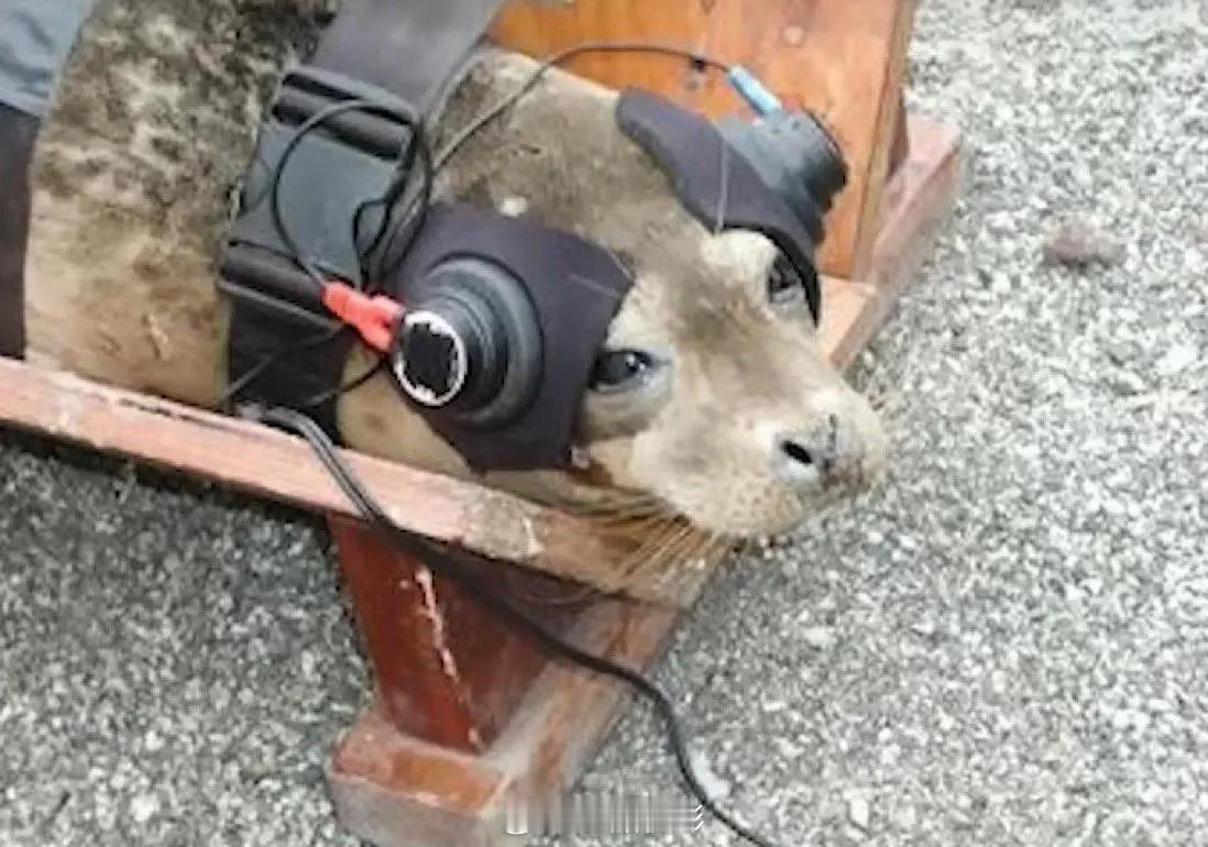 马斯克想发射火箭？-先抓海豹来审批马斯克借2024年美国大选春风得意，誓要领导新