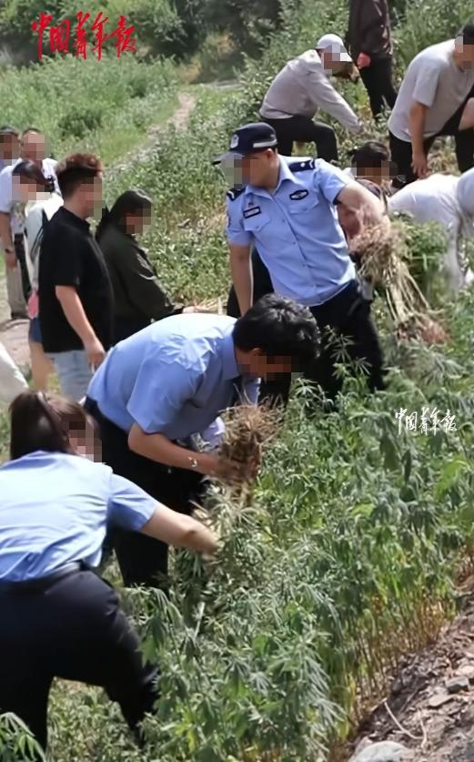 20万株。不是树，不是花，是大麻。2026年6月24日，乌鲁木齐米东区的警察在山