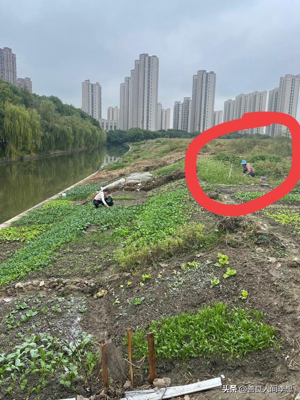 如果有这么多空置的闲地，你会去开荒种菜吗？

昨天带小宝去溜达，遇到了一位老人正