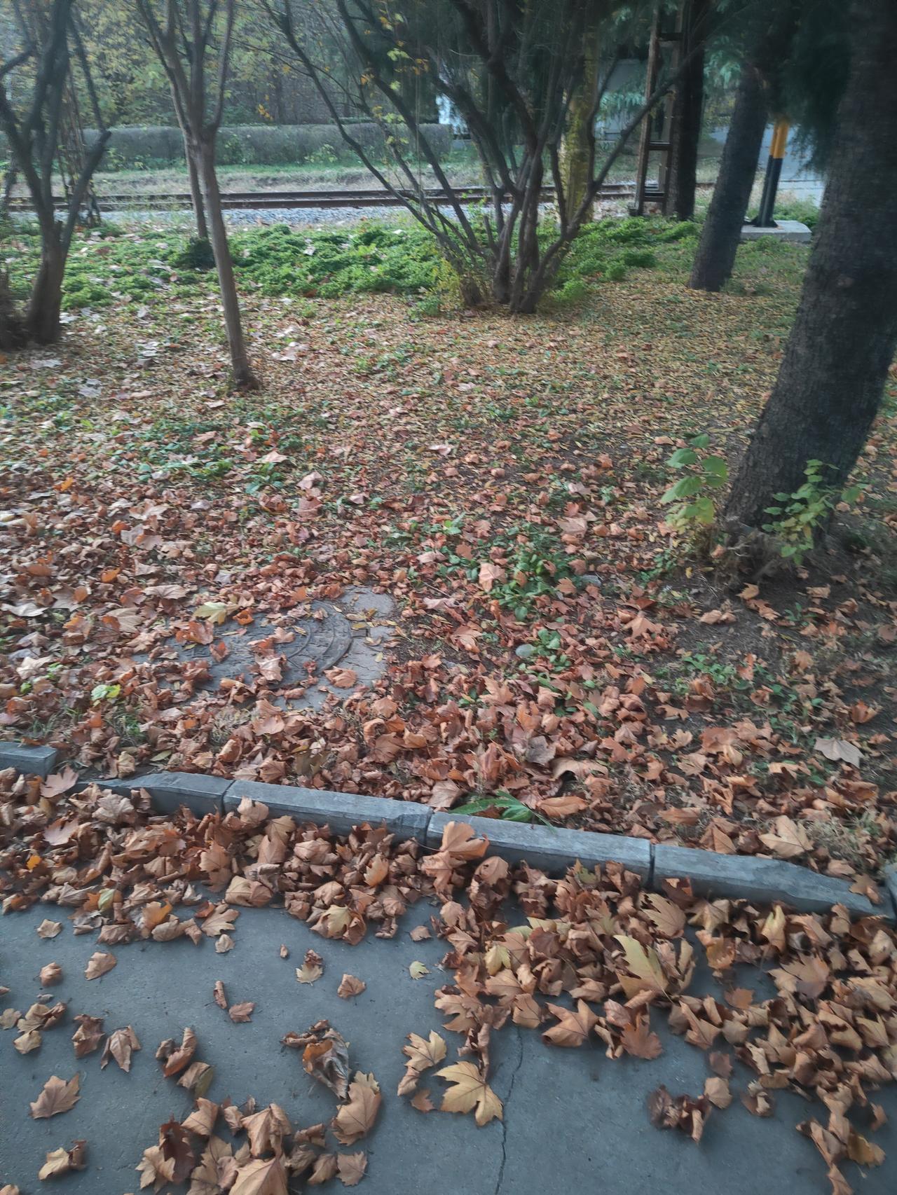 一张图证明秋天来了大家看看这一地的落叶是不是代表秋天来了？