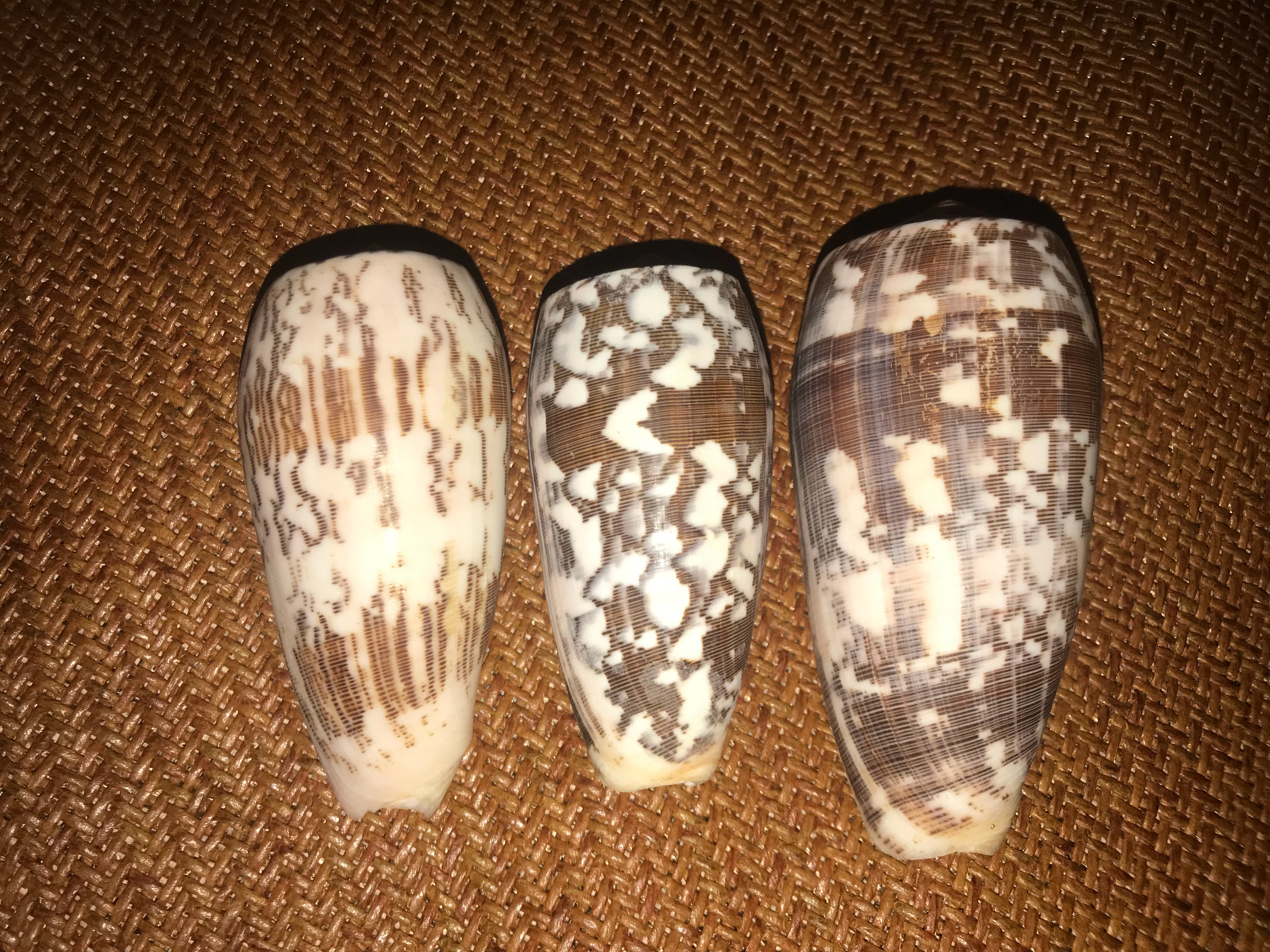 新入了几个个头比较大的细线芋螺Conus striatus，这种螺有毒性，属于毒