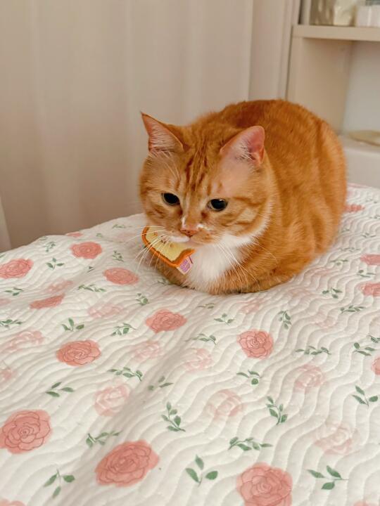 咪委屈，没人懂