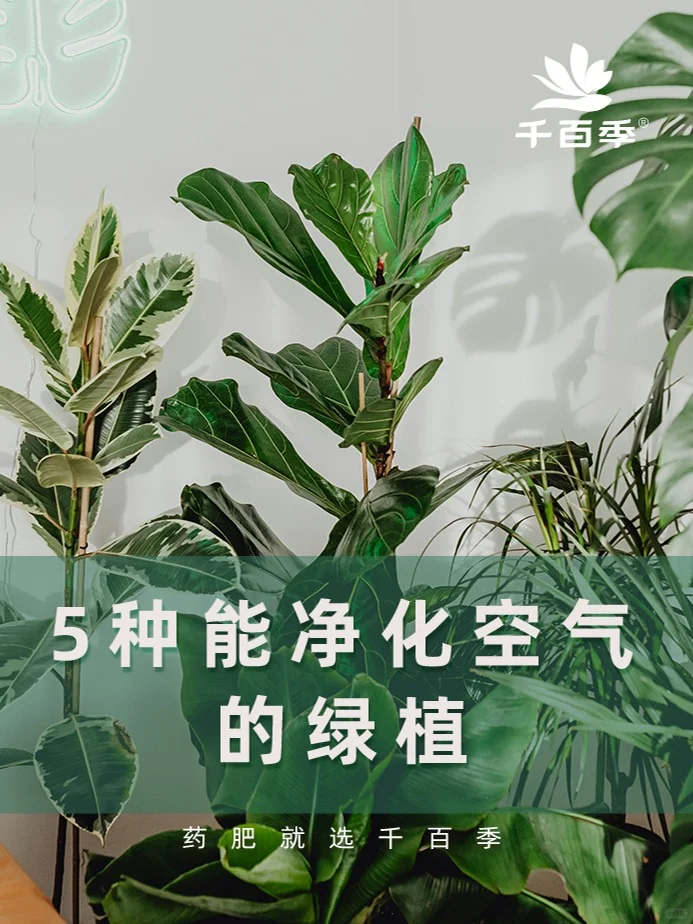 别再只养绿萝！这5种绿植净化空气又漂亮