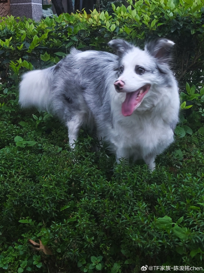 陈浚铭晒狗 陈浚铭我家漂亮的球球 哇！陈浚铭我家漂亮的球球 球球颜值好高