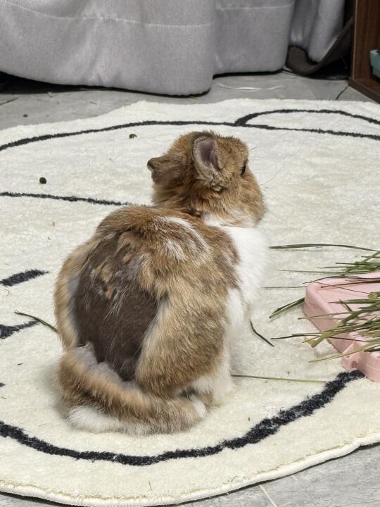 秃秃落寞小背影