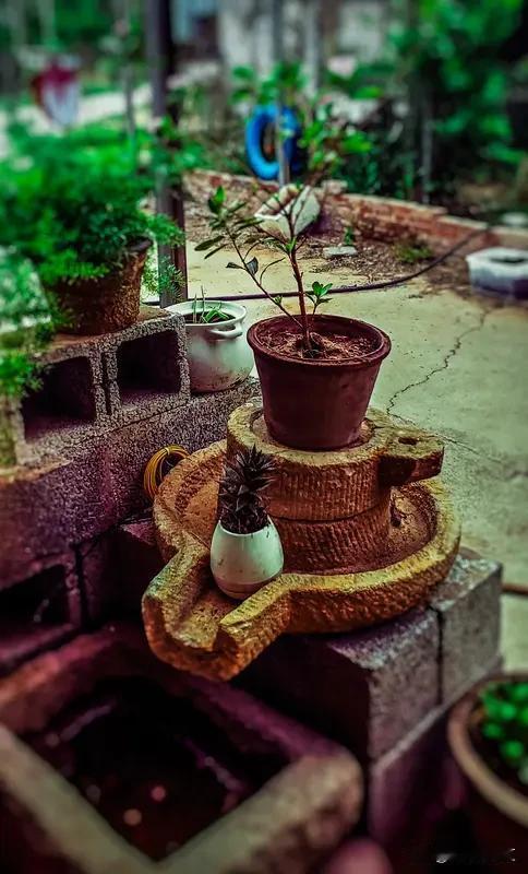 养花带给我的收获，那可太多了。
起初养花，是为了给家里添点生机。养了一段时间后，