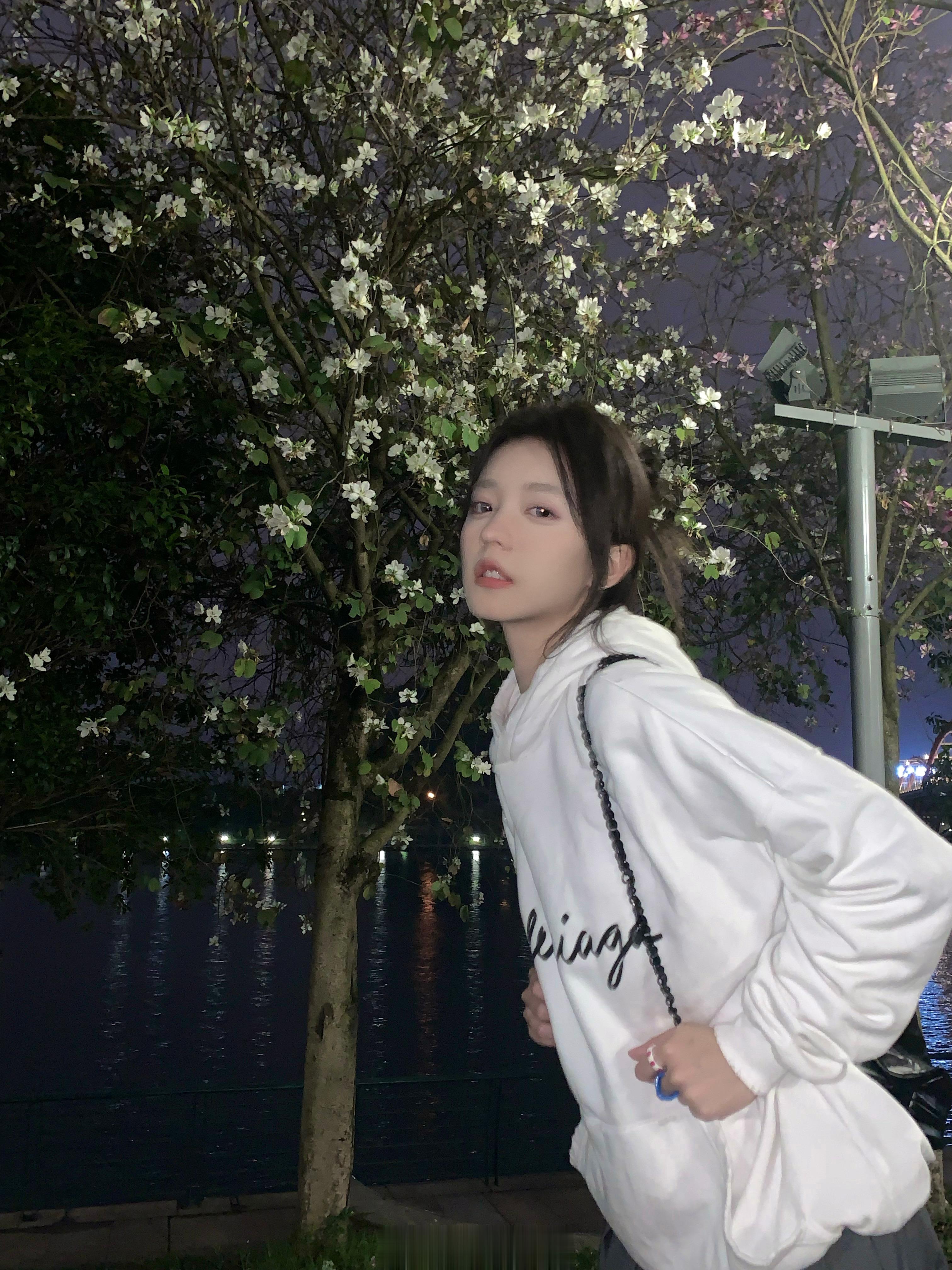 紫荆花 ​​​