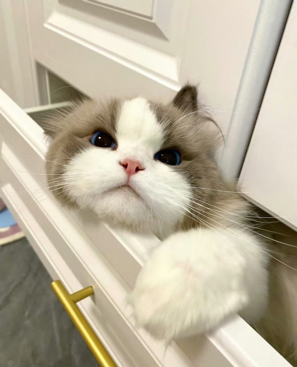 好好养宠的一年生活的甜，是毛孩子给的。是它安静趴在你膝头，陪你发呆的温柔；是它用