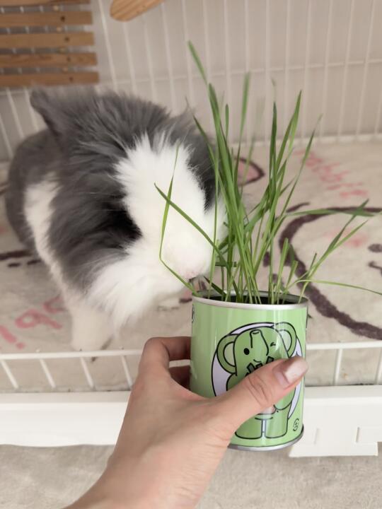 小麦草开炫