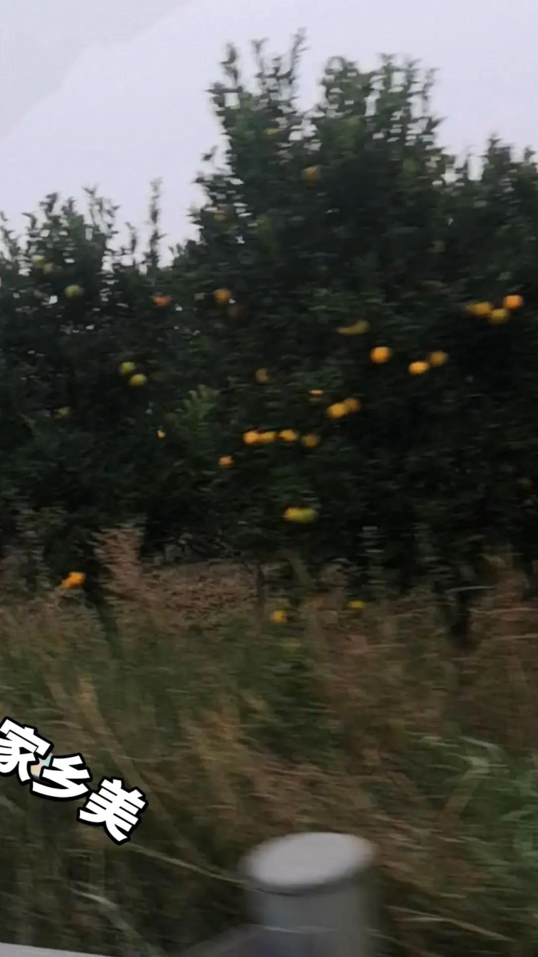 美丽的柑橘之乡，很美的农村田野，自然风景区 山水美景 随走随拍沿途风景