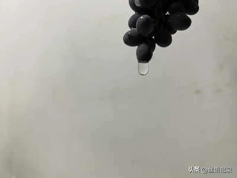昨天夜里
又下了雨
早上起来忙于做饭
也没顾得上去看看地上
葡萄掉落的情况
早饭