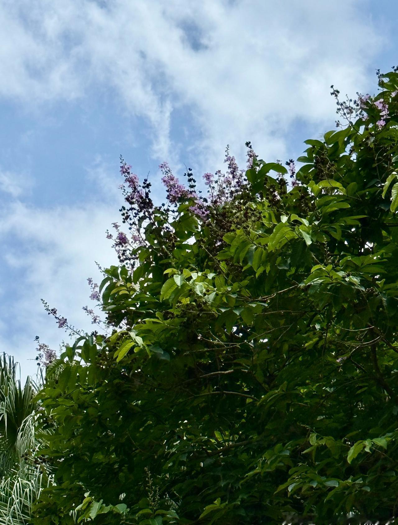 深圳天气要不大暴雨水浸街，好不大太阳酷热难耐。来到田面麦麦小镇打卡，这儿很宽敞，
