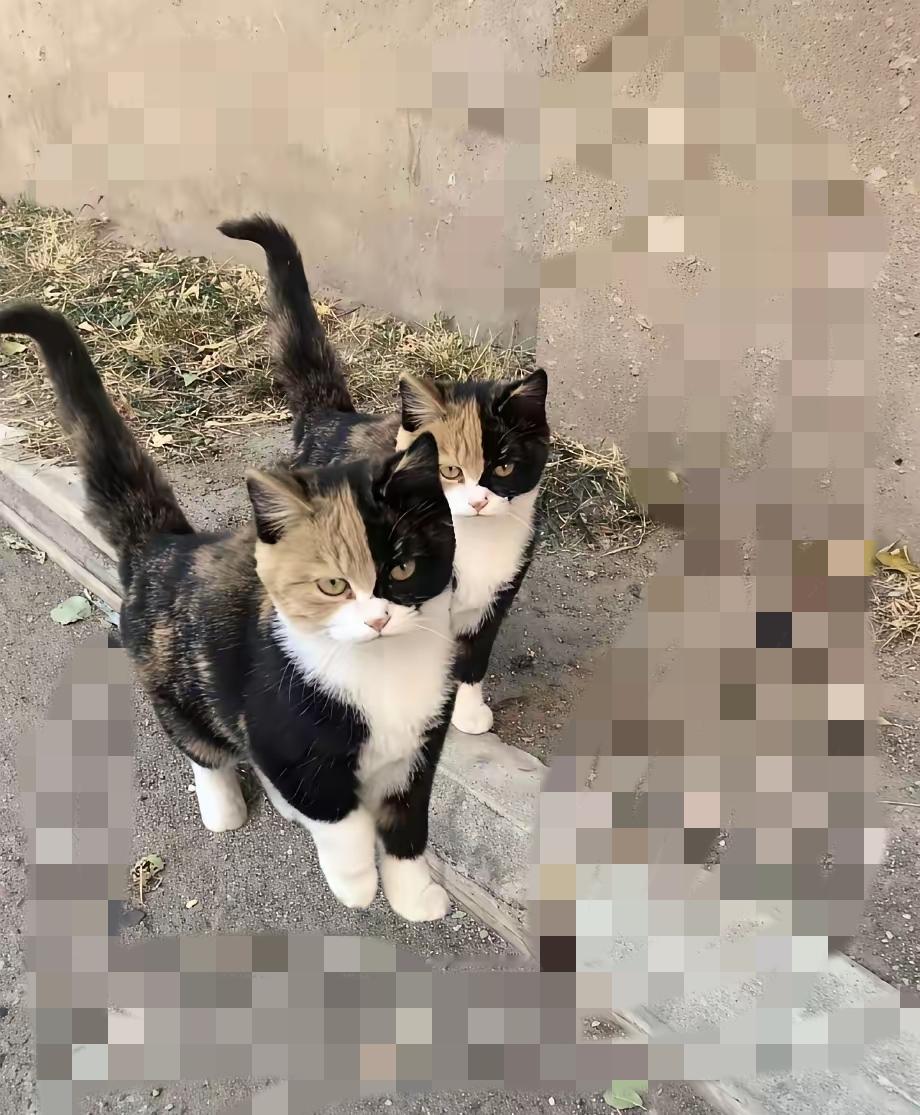 小区惊现“神秘双胞胎猫”！
       颜值高到让人挪不开眼，却傲娇得很，一靠
