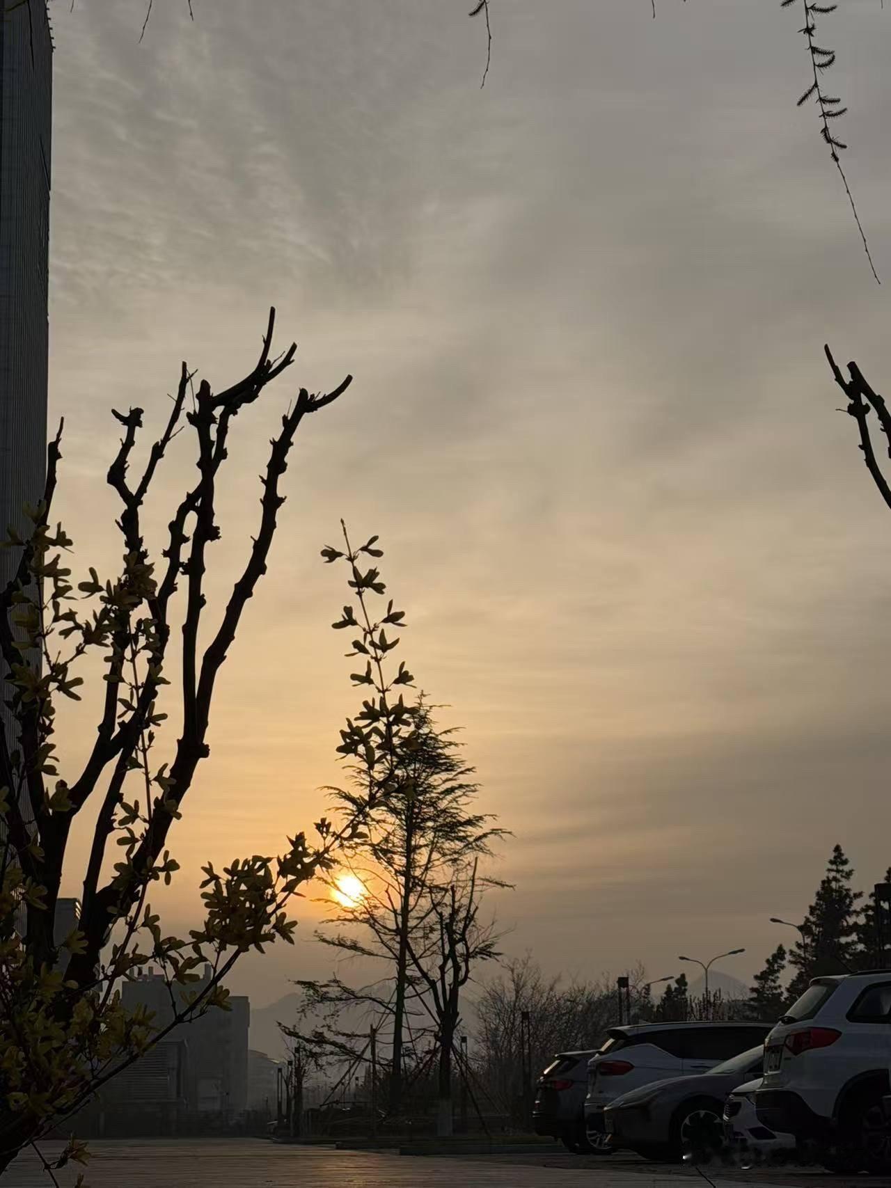 鹧鸪天，摇落南风白玉兰

摇落南风白玉兰，花林明暗鸟声繁。
何人楼下耕方寸，哪个