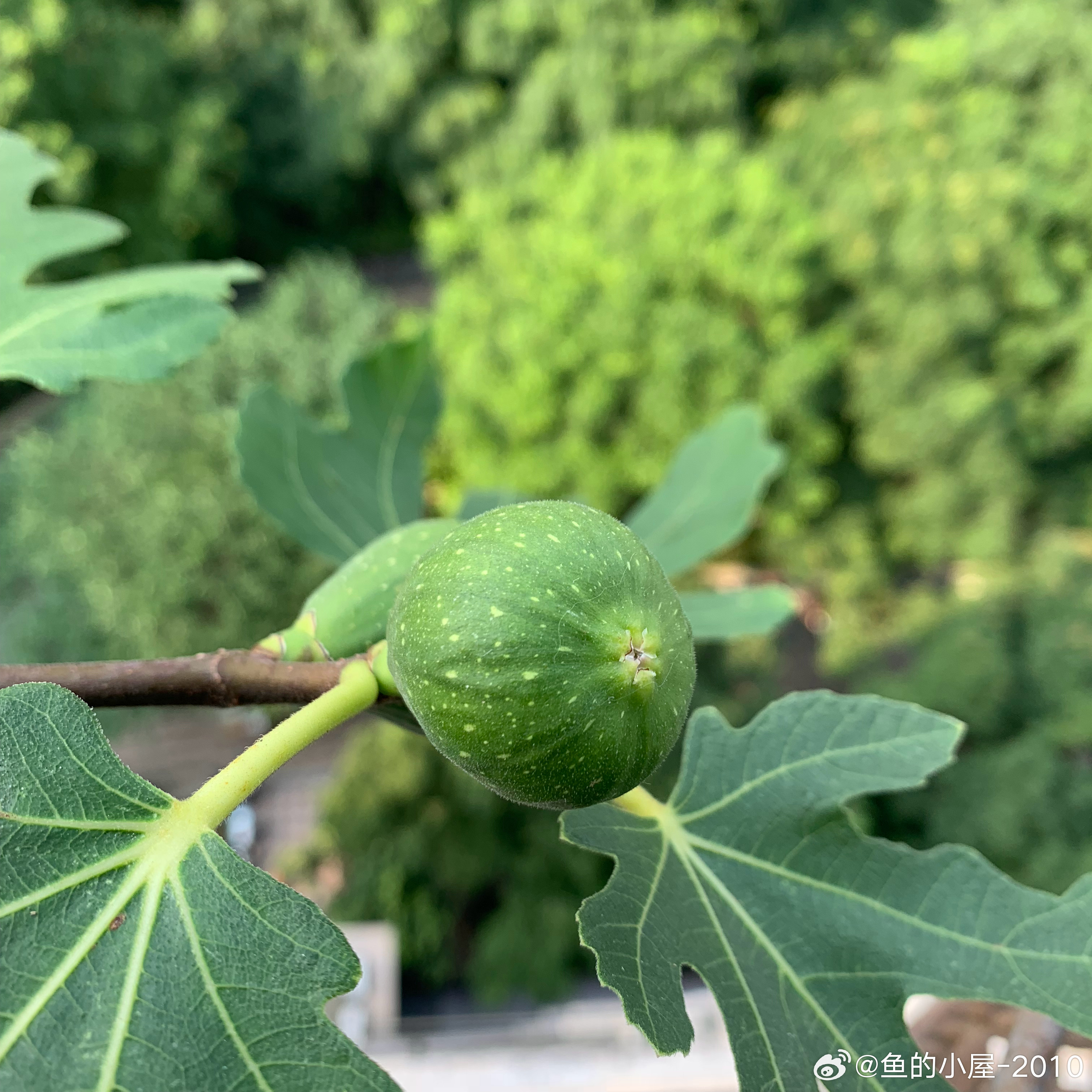 早餐就是我的能量场认真的搭配餐具认真的吃一顿早餐没有什么事可以难倒只要能好好吃饭