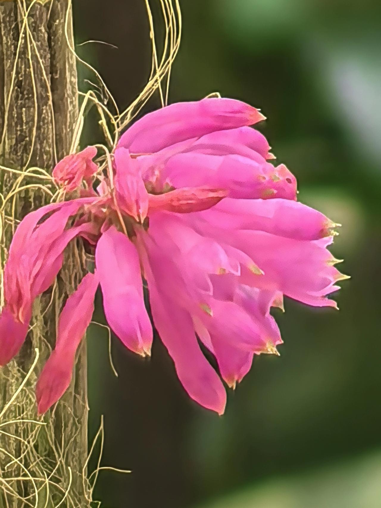 游广州兰圃，邂逅艳丽与独特并存的红玉石斛，颠覆了我对传统石斛的认知。
红玉石斛是
