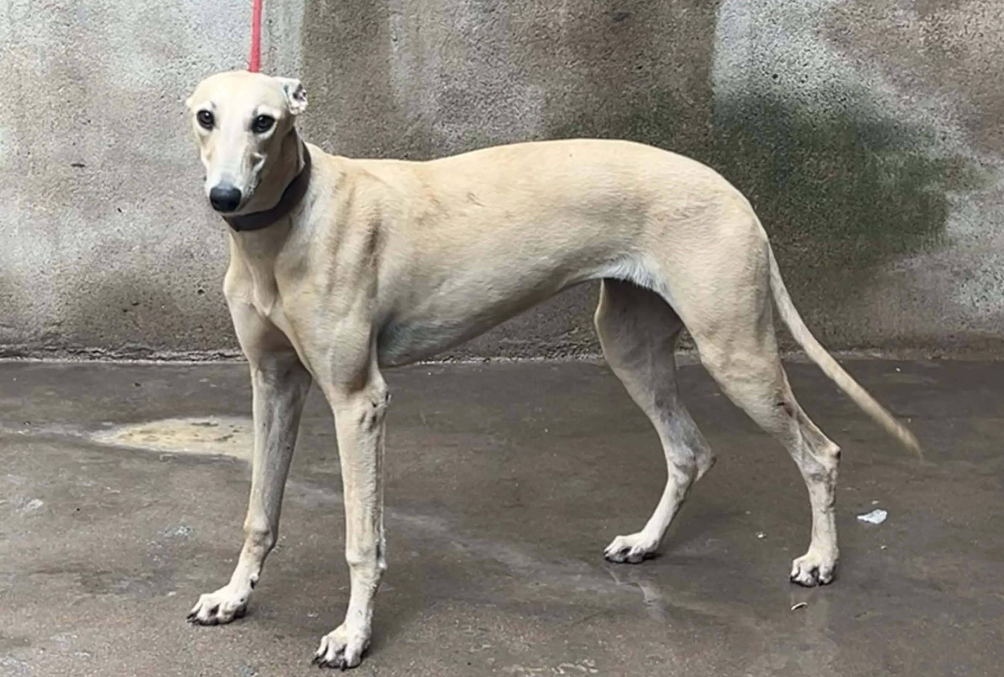 本犬舍小米的女儿