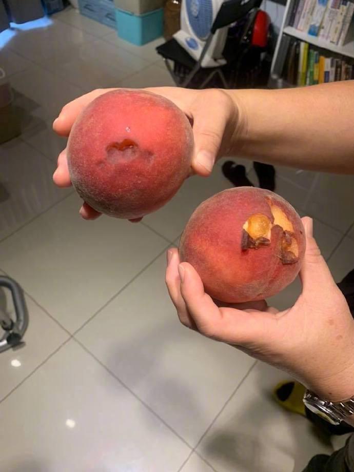 主人准备洗买回来的水蜜桃吃 结果拿了几个都有问题 起初以为是自己烂掉了 直到看到