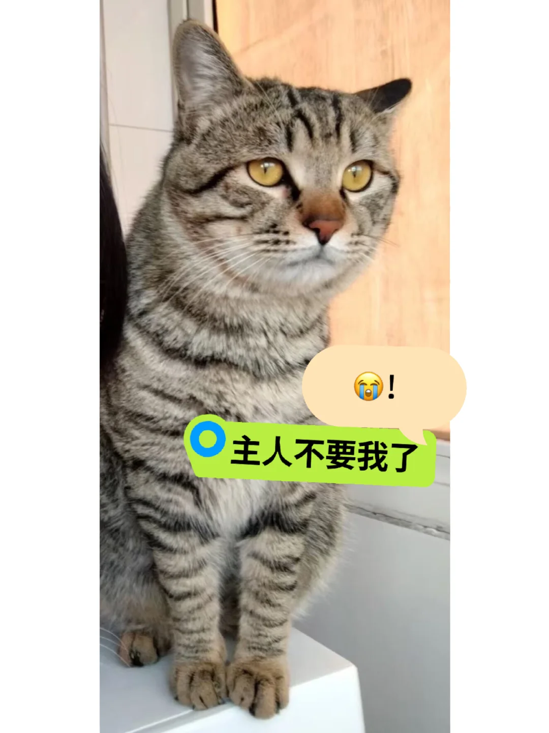 主人要抛弃我了，虽然有好心人劝主人，可是，主人说，再没人接走，就把我放...