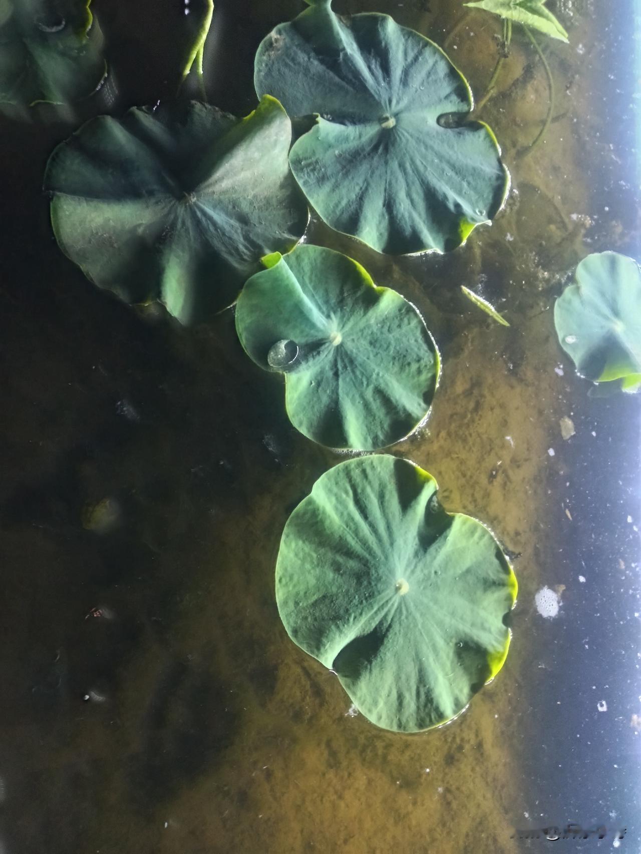 咏荷
水下生莲藕，波息荷叶平。
池边人不语，唯恐睡蛙惊。