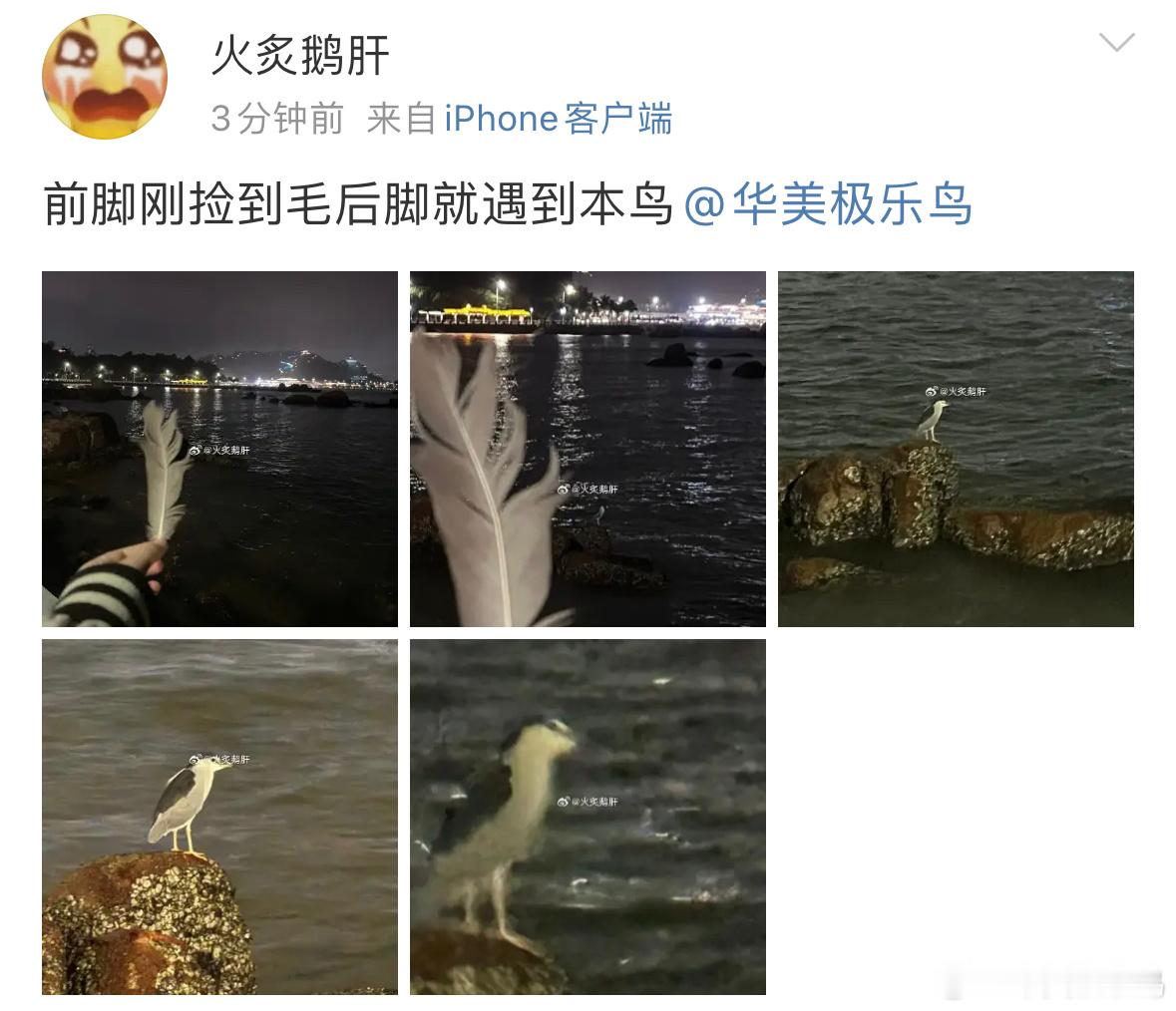 夜鹭：拿的谁的毛！ 我问你 手里拿的是谁的毛！！ ​​​