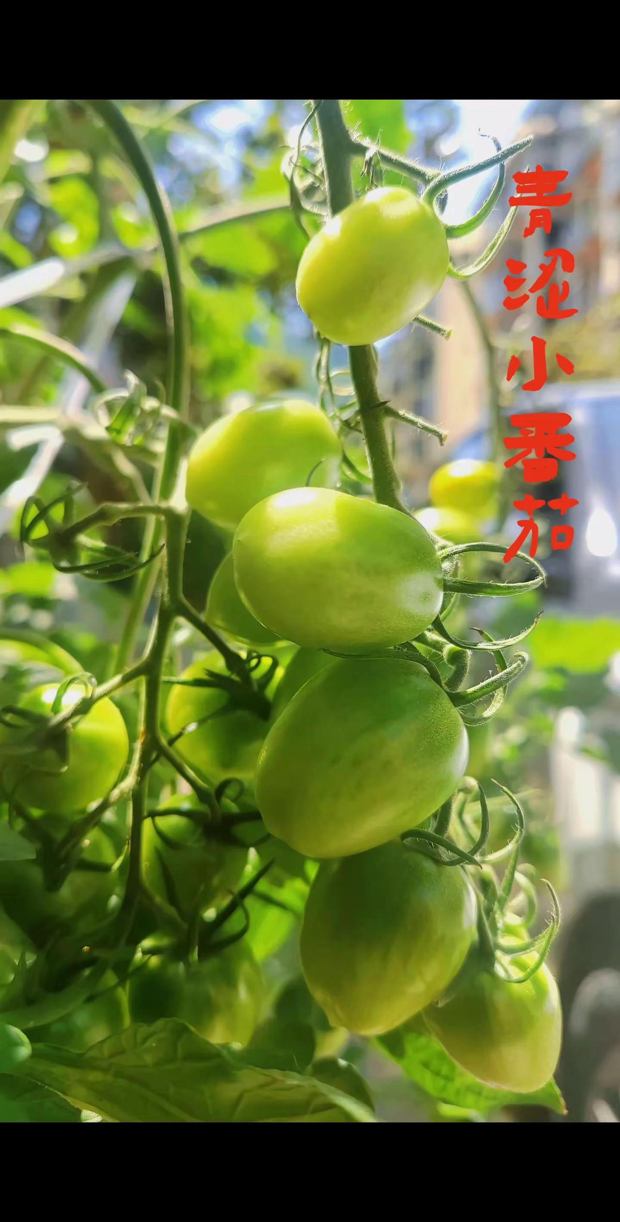 枝头挂满青涩小番茄，暖阳轻洒，果皮泛着通透柔光。青嫩果实藏着夏日生机，静静等候成
