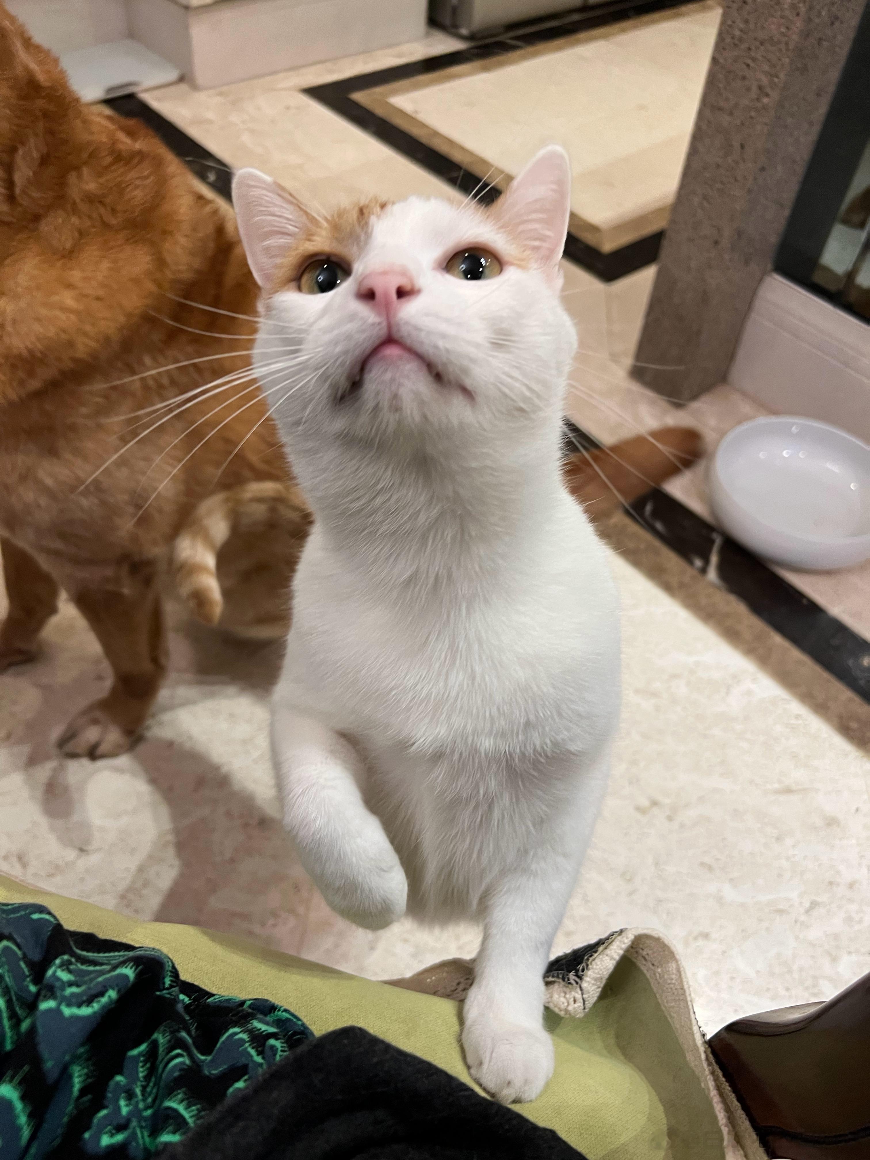 周末我在一楼吃饭的时候，听见爷爷管小咪叫“猴猴”：“猴猴你让开”，“猴猴这是你睡