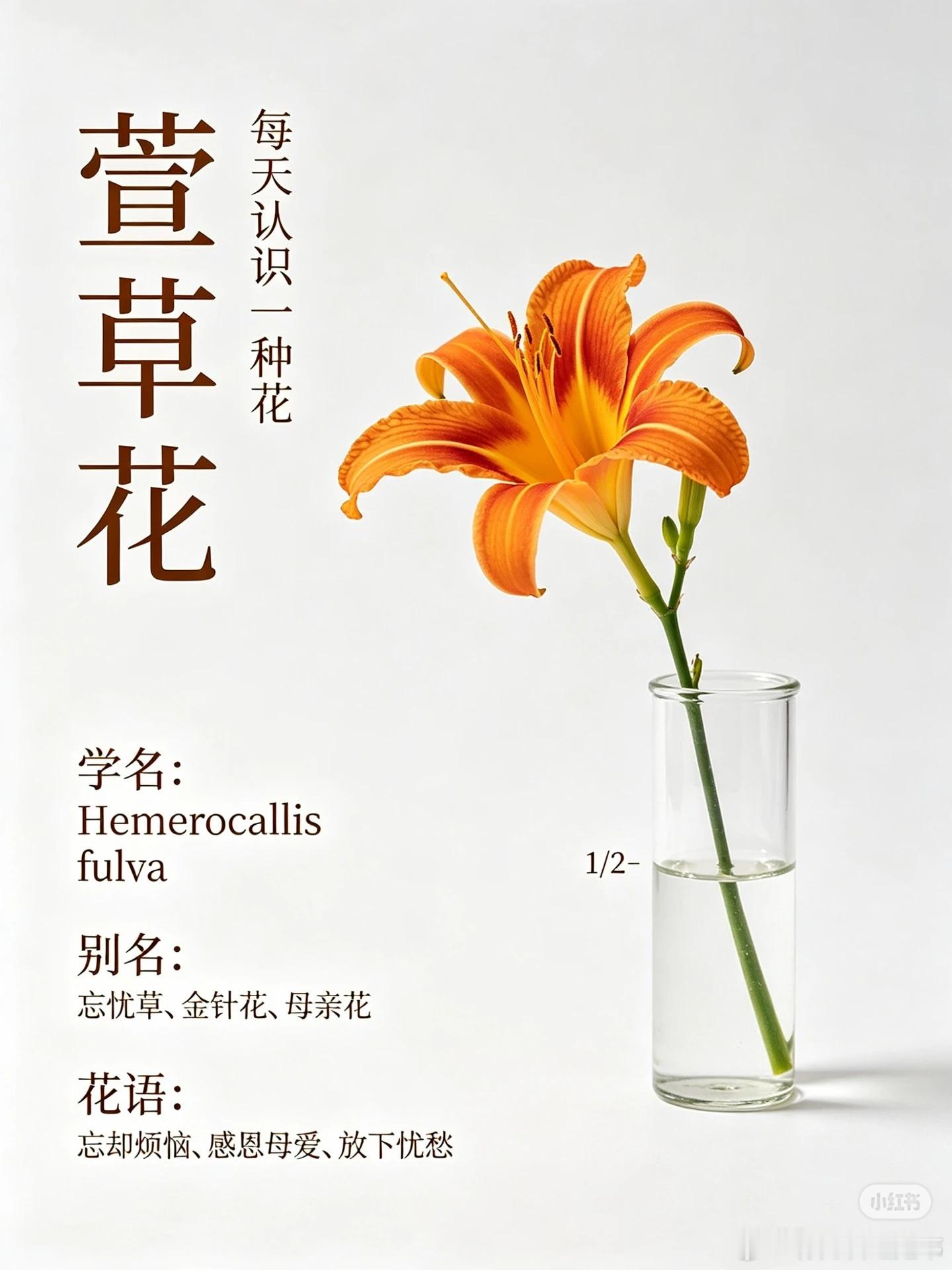 挑战每天认识一种花-萱草花学名：Hemerocallis fulva别名：忘忧草