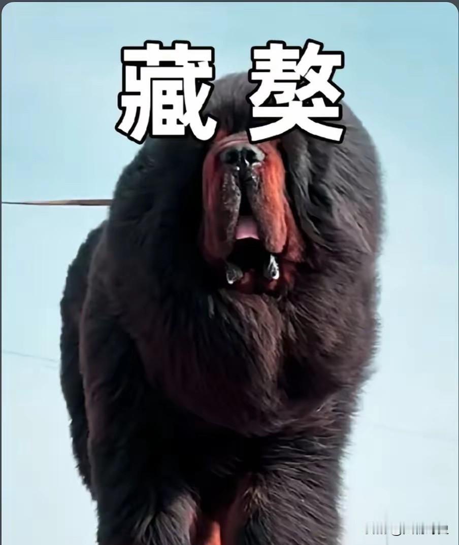 藏地僧人救重伤藏獒，生灵报恩的纯粹，远比人性更动人

你相信畜生比人更懂报恩吗？