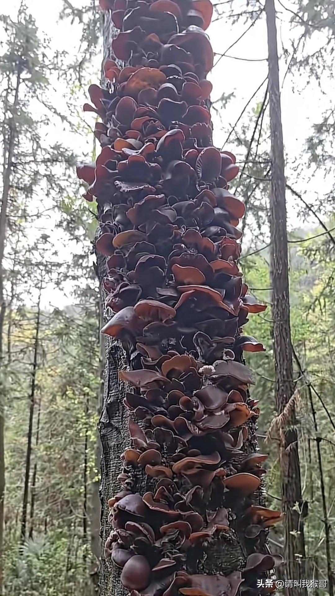 周末爬个山，结果没带塑料袋……