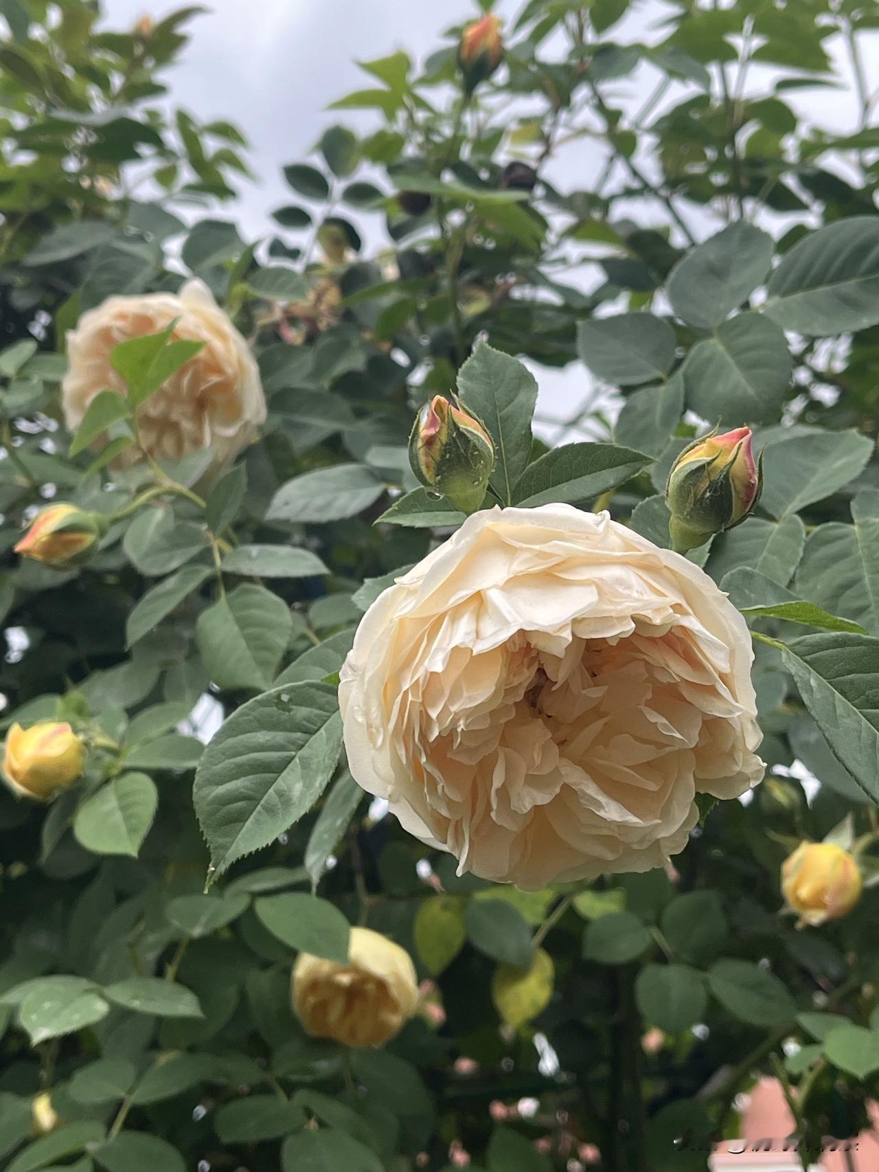 相册里的花花草草月季盛开，正入佳时。