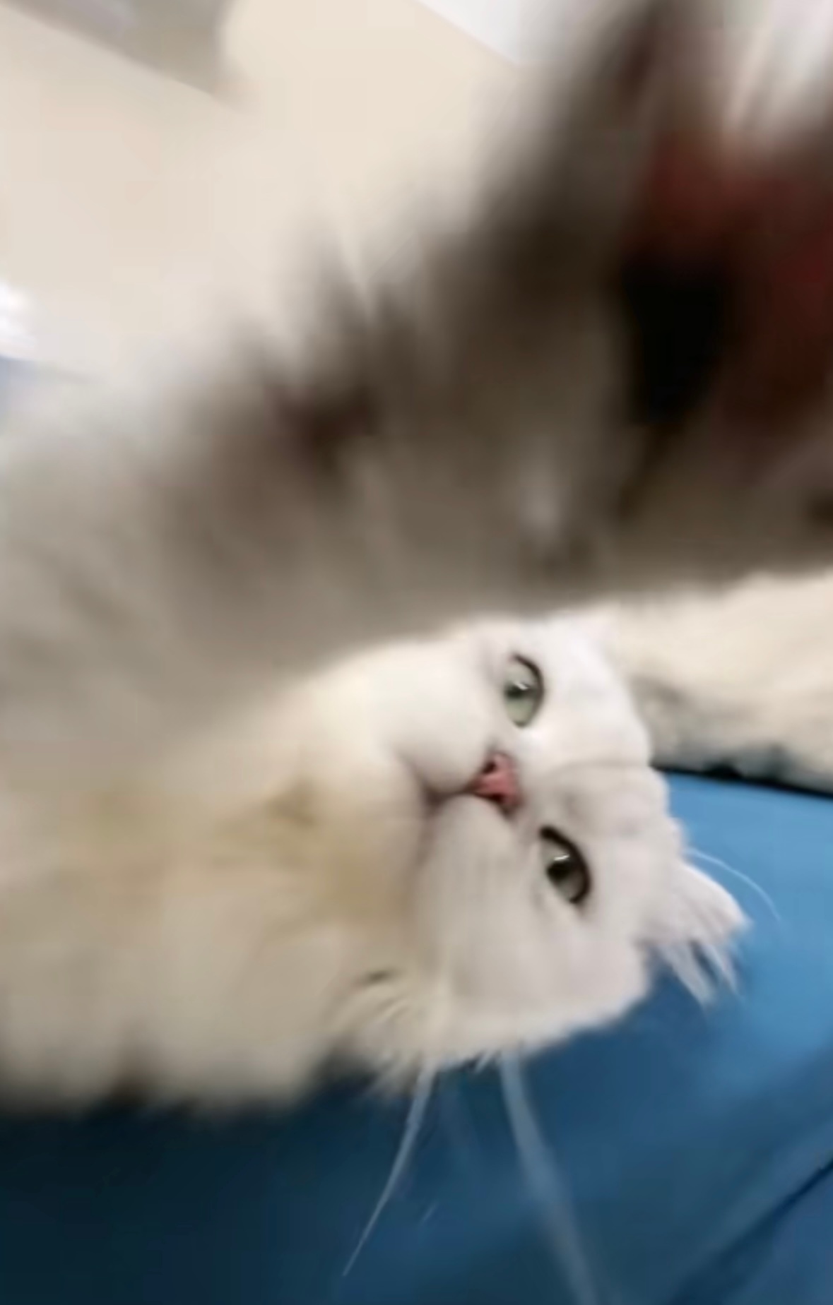 进击的猫爪 ​​​