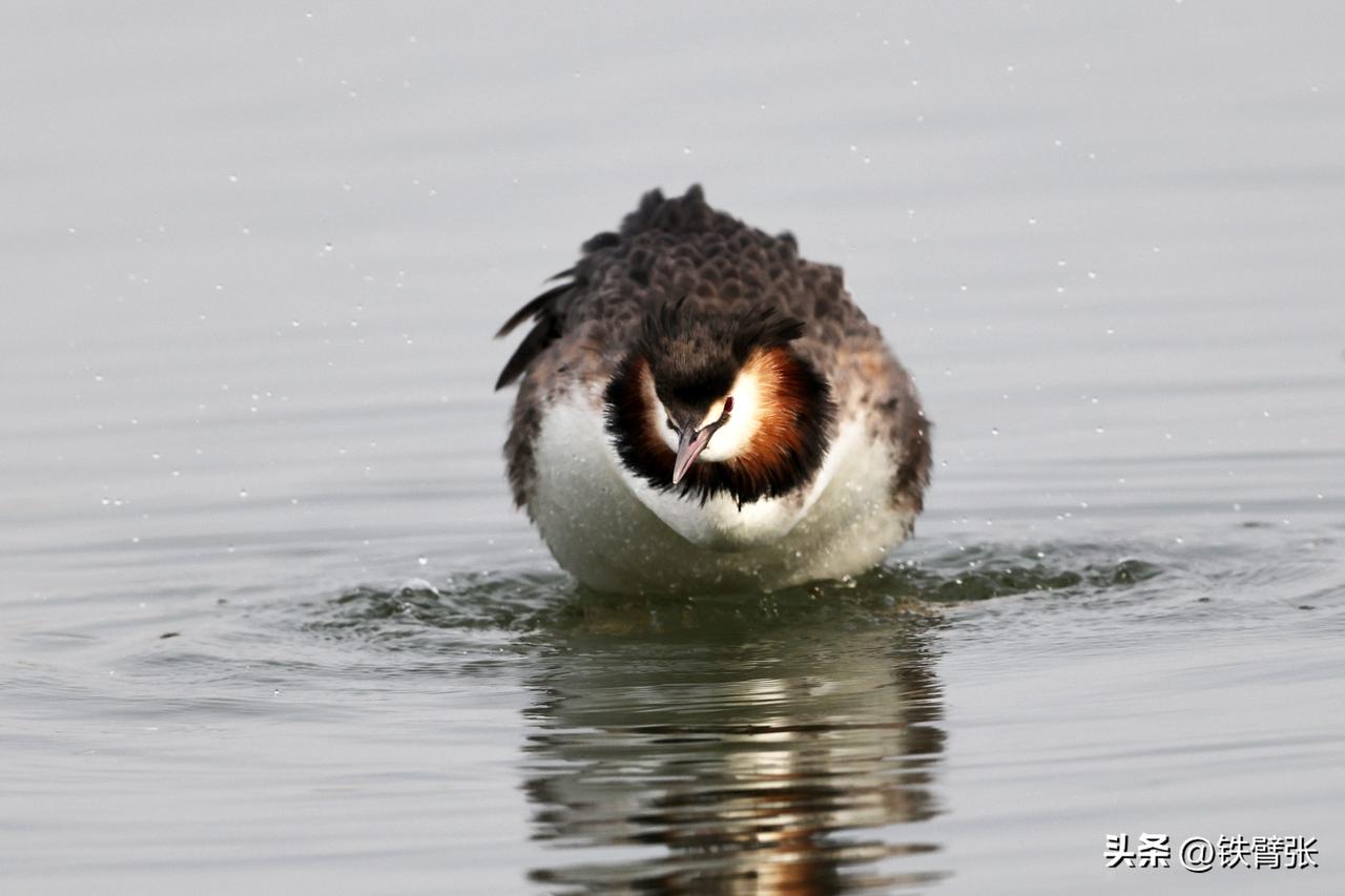 衡水湖的凤头鸊鷉