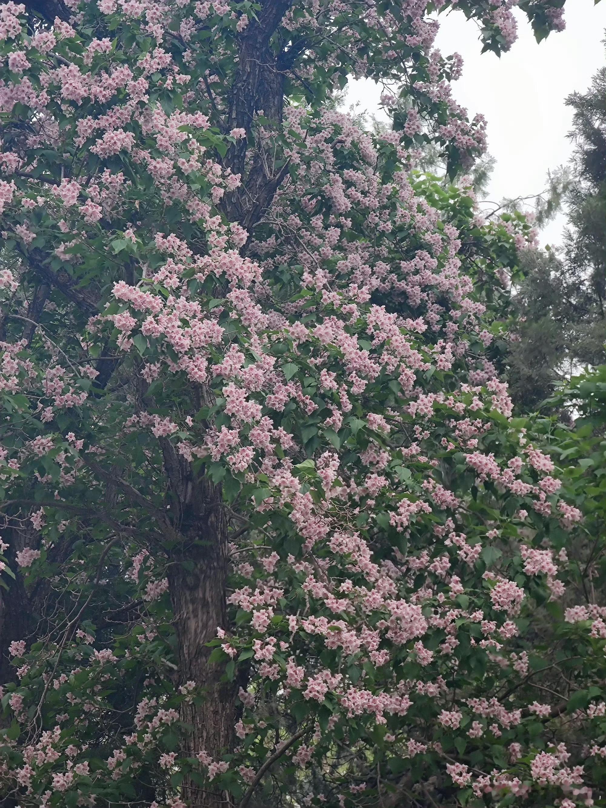 北海公园楸树开花  摄影北京·北海公园