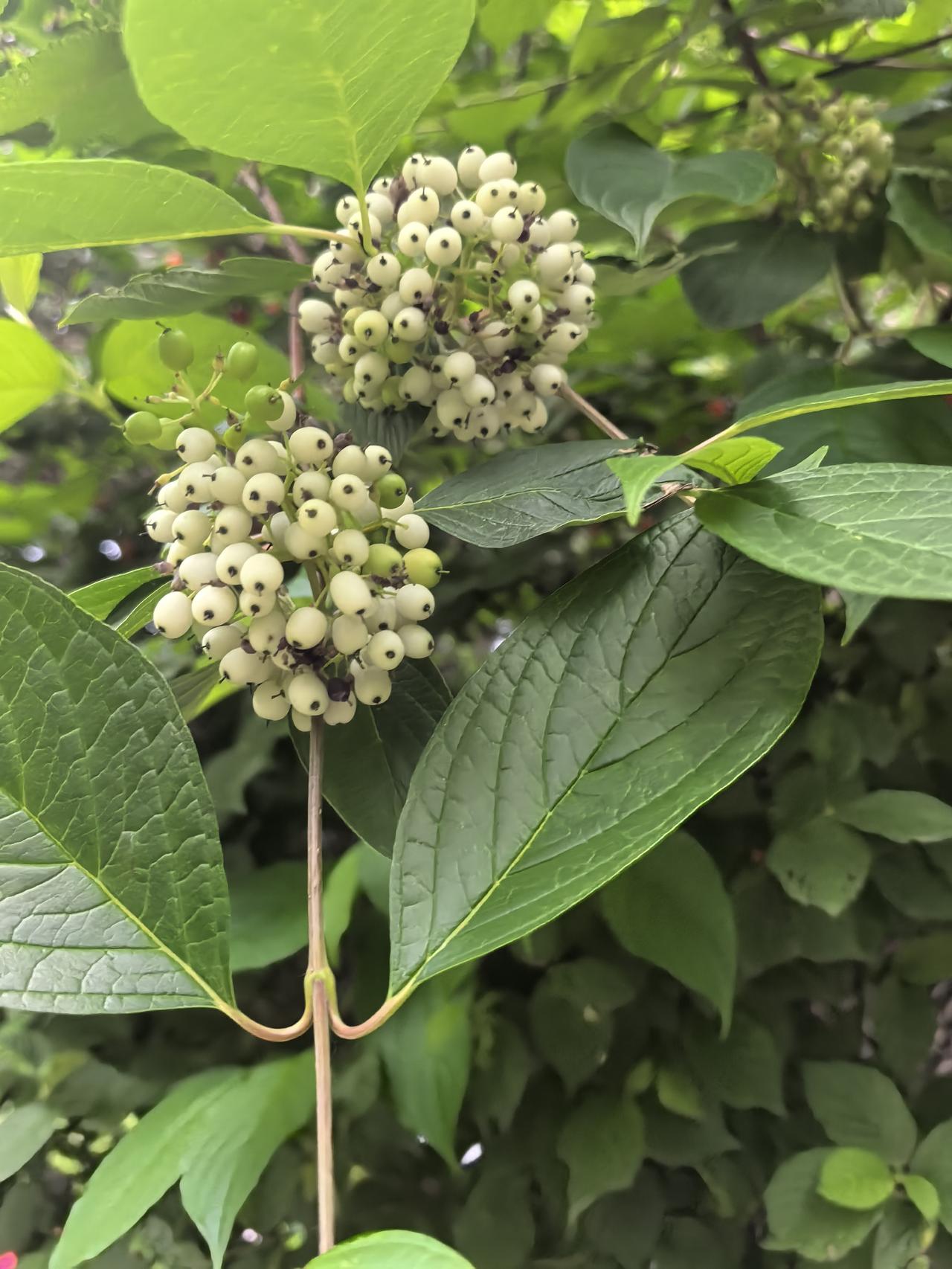 白珠
 
青叶托住一簇雪白
细小果实凝着夏的留白
深褐果蒂轻轻点墨
缀满无人惊扰