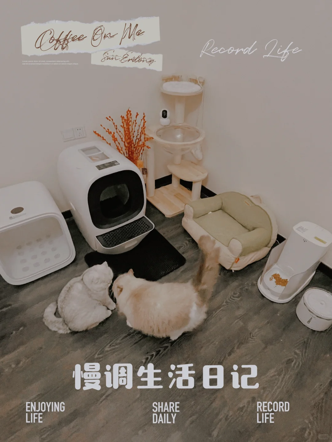 进入全智能养猫时代