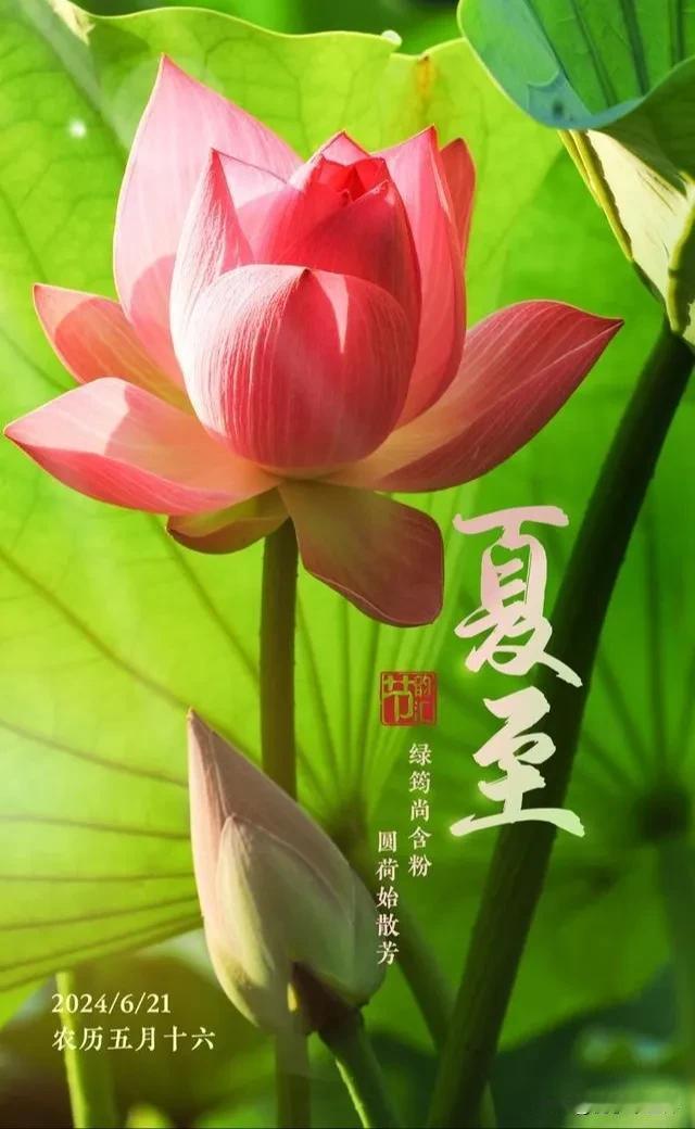 #今日夏至#
春意藏，夏初长，美好一直在路上。挥手再见作别春，转身遇夏万物长。