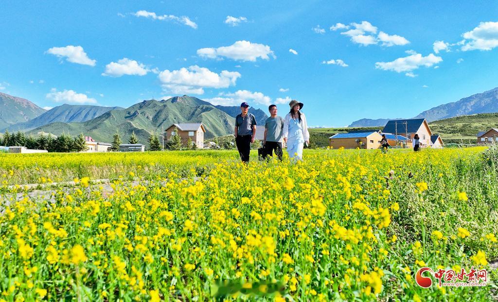 张掖民乐扁都口油菜花海盛放【民乐：油菜花开引游客】进入八月，位于张掖民乐县的扁都