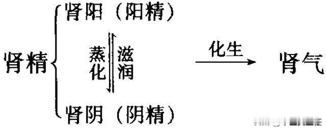 五脏都会有火，只有肾火不能泄，如果泄了，身体就会出现大问题！
为什么这么说呢？