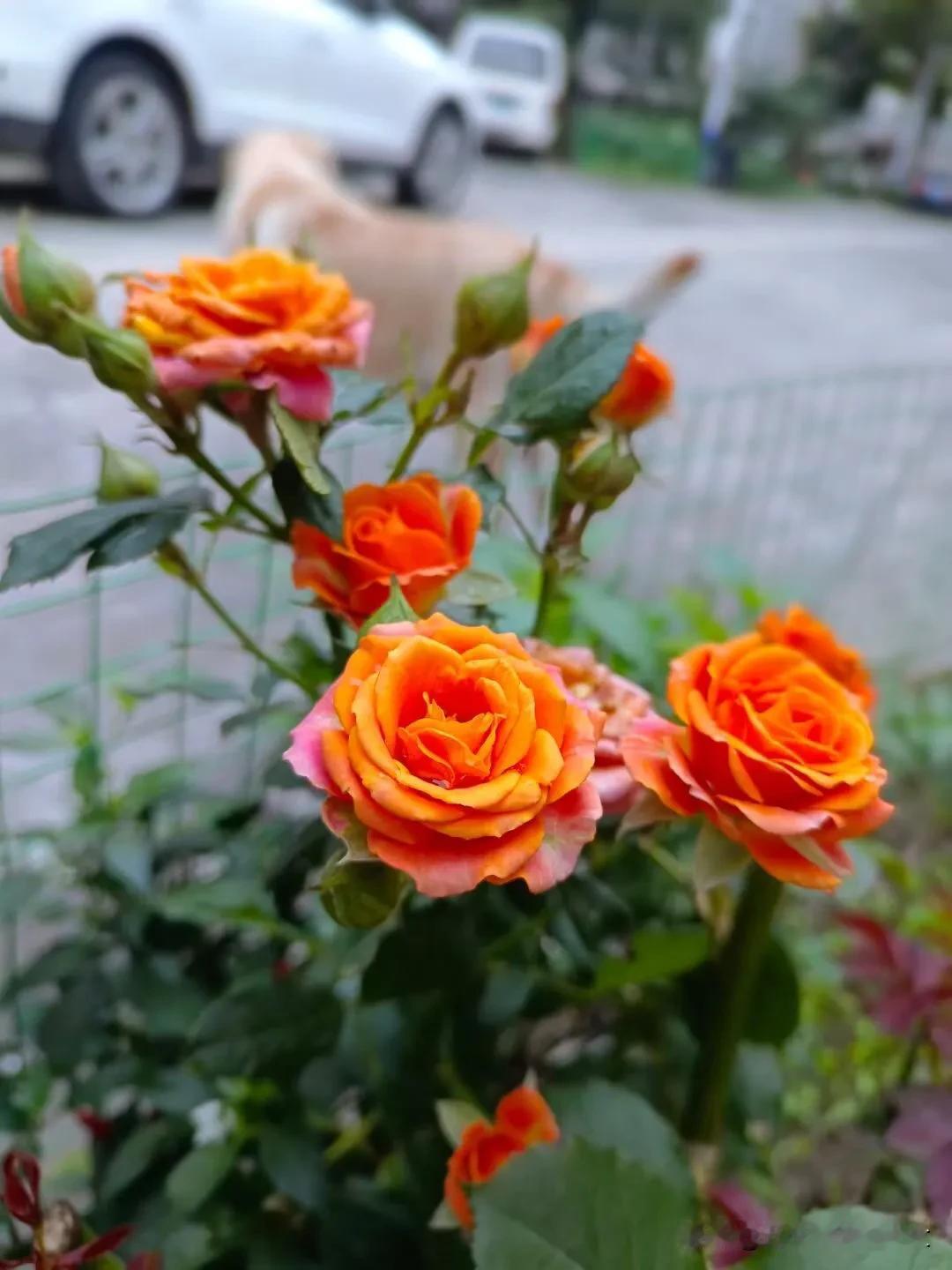 
且听风吟，静待花开