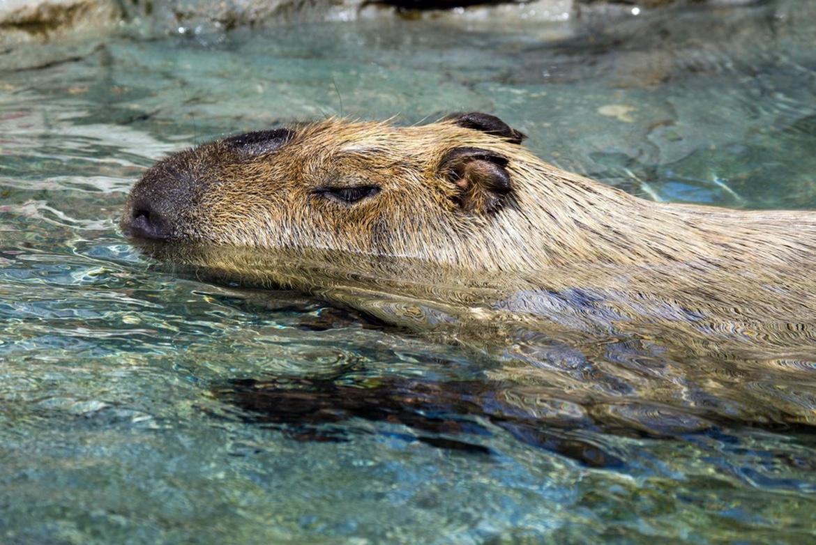 1月7日，男子花8.2万网购成年活体“卡皮巴拉”，在历经约24小时运输后，水豚刚