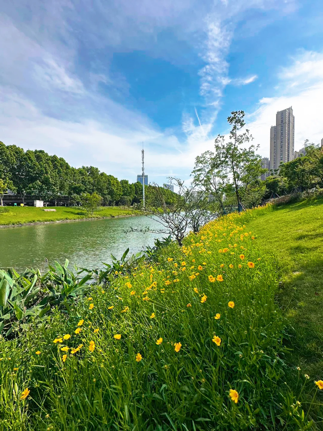 今天是被阳光和花海治愈的一天🌼