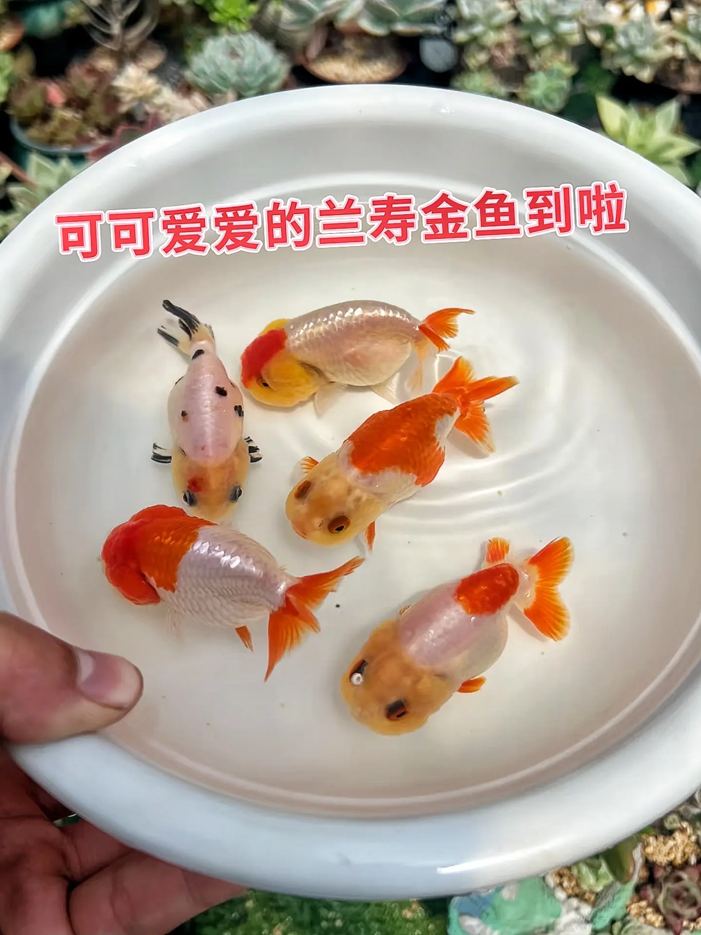 萌趣兰寿，颜值担当。圆滚滚的身形搭配胖嘟嘟的脸蛋，无辜大眼满是懵懂，瞬...