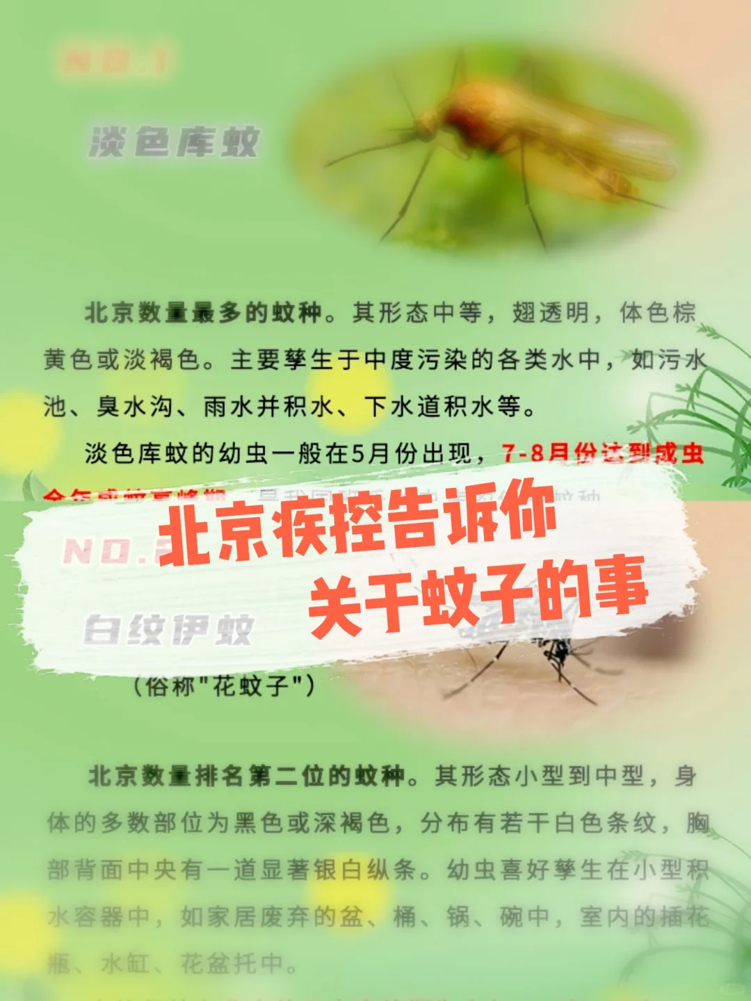 夏天的蚊子，你了解吗？